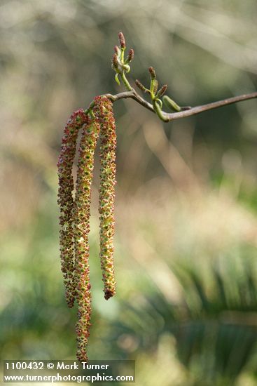 Red Alder male catkins & female blossoms detail
