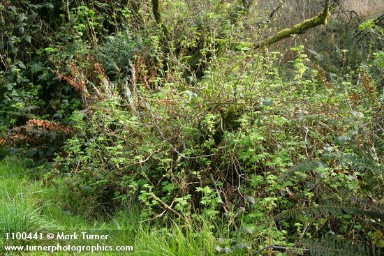 Trailing Black Currant