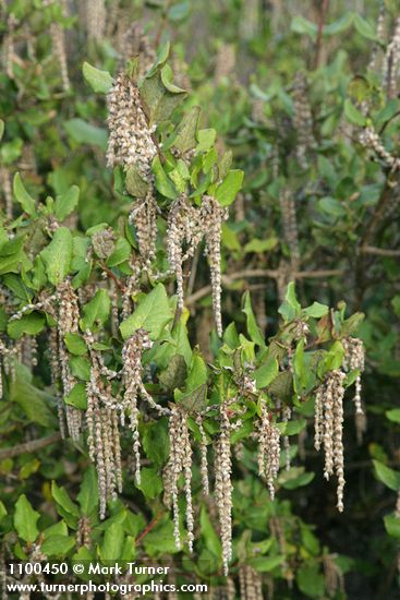 Coast Silktassel male catkins & foliage