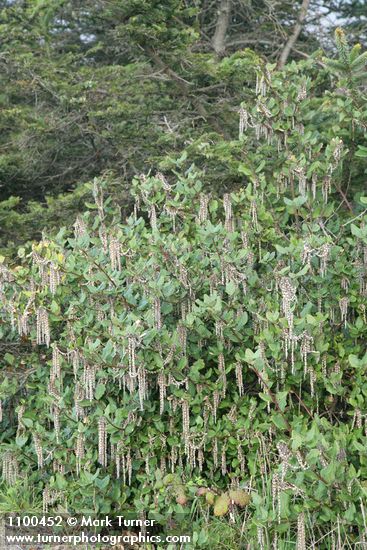 Coast Silktassel (male)