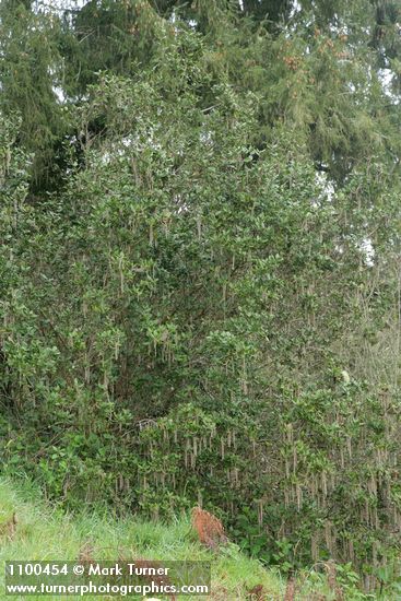 Coast Silktassel (male)