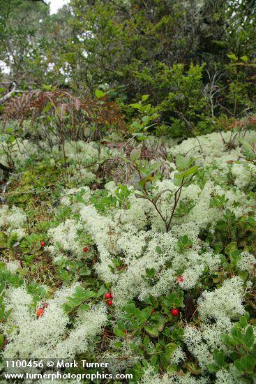 Kinnickinnick foliage & fruit among Reindeer Lichen in dune forest