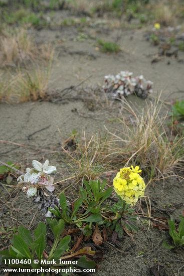 Humboldt Bay Wallflower