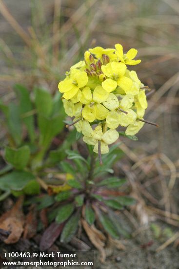 Humboldt Bay Wallflower