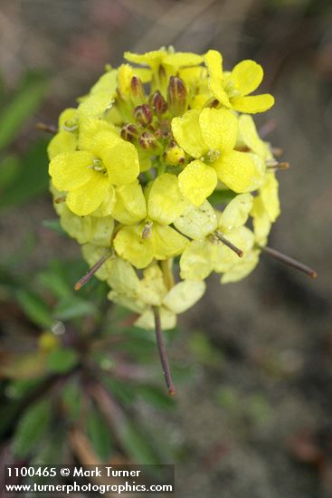 Humboldt Bay Wallflower blossoms detail