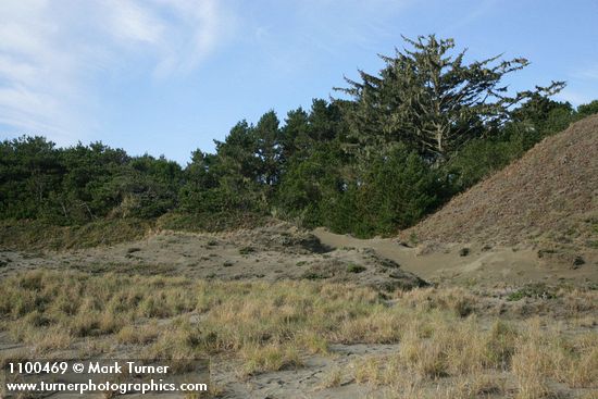 Sitka Spruce, Shore Pine, grasses at edge of dune [pan 3 of 3]