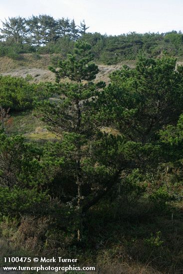 Shore Pine on dunes
