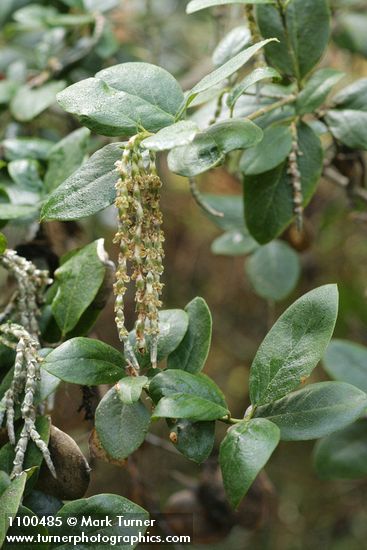 Coast Silktassel foliage & male catkins
