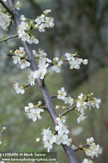 Klamath (Sierra) Plum blossoms