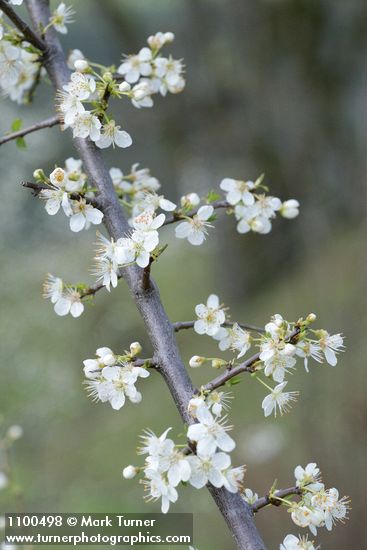 Klamath (Sierra) Plum blossoms