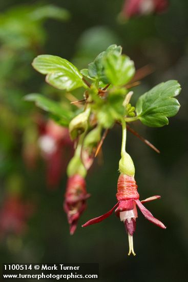 Sierra Gooseberry blossom & foliage detail