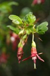 Sierra Gooseberry blossom & foliage detail