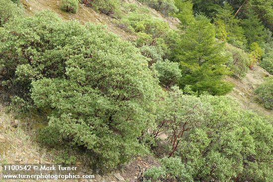 Whiteleaf Manzanita w/ young Douglas-fir