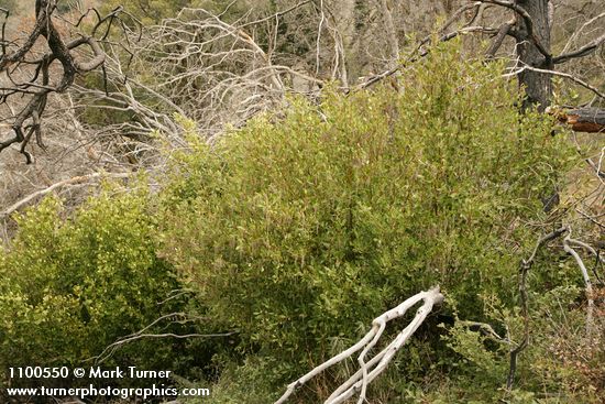 Fremont's Silk Tassel (male)