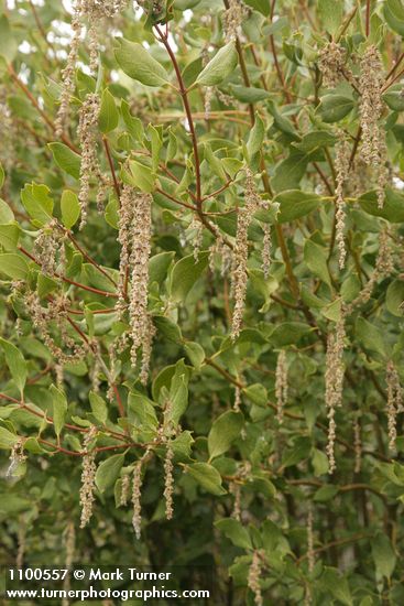 Fremont's Silk Tassel (male) blossoms & foliage