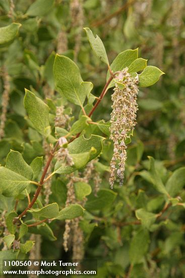 Fremont's Silk Tassel (male) blossoms & foliage