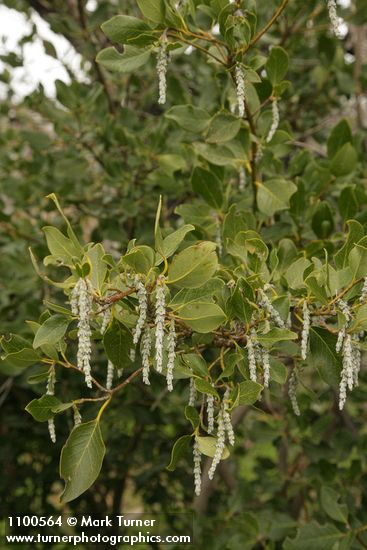 Fremont's Silk Tassel (female) blossoms & foliage