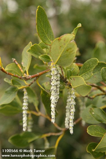 Fremont's Silk Tassel (female) blossoms & foliage