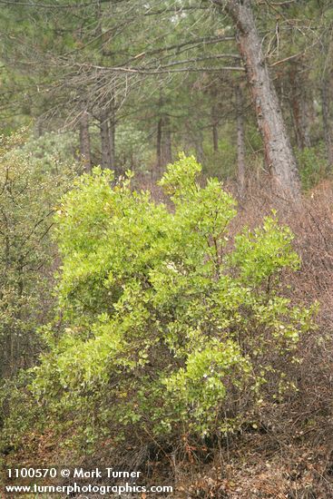Fremont's Silk Tassel (female)