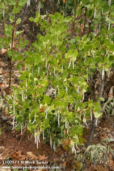 Fremont's Silk Tassel (female)