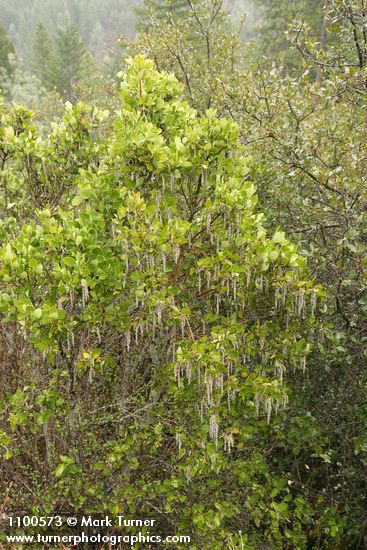Fremont's Silk Tassel (male)