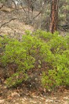 Green Manzanita