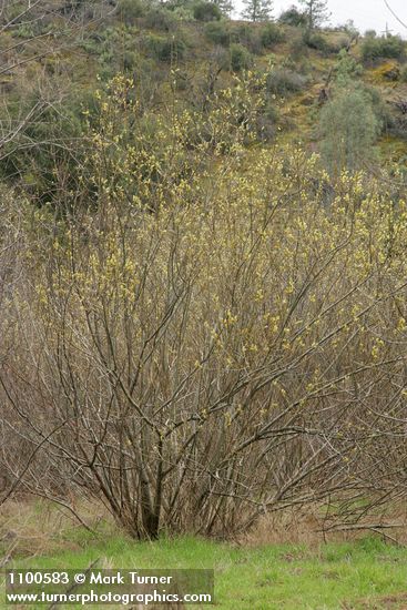 Arroyo Willow (male)