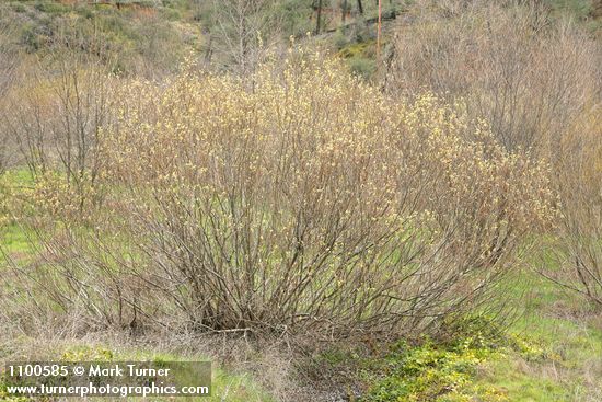 Arroyo Willow (male)