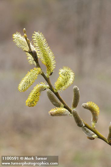 Arroyo Willow male catkins