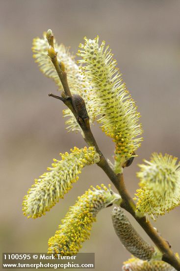 Arroyo Willow male catkins