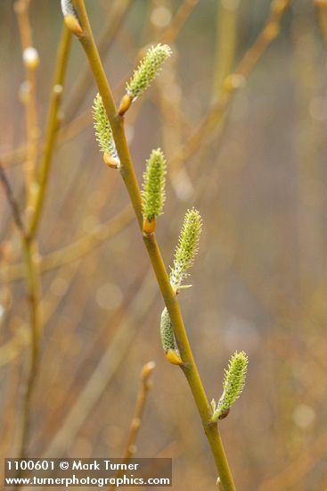 Arroyo Willow female catkins & twig