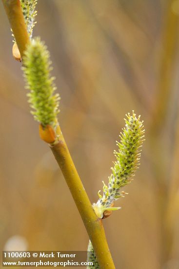 Arroyo Willow female catkins & twig detail