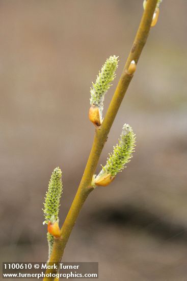 Arroyo Willow female catkins & twig