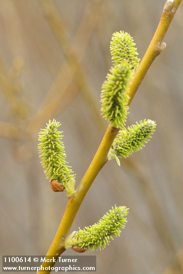 Arroyo Willow female catkins & twig detail