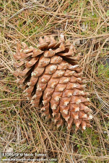Grey Pine (Ghost Pine) cone