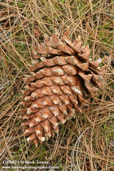 Grey Pine (Ghost Pine) cone