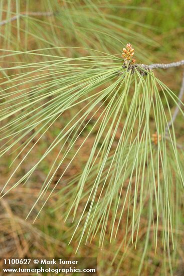 Grey Pine (Ghost Pine) needles
