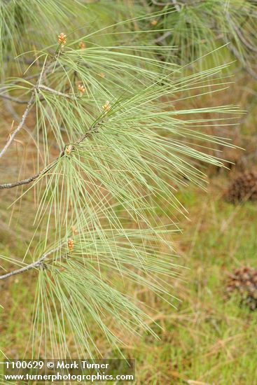 Grey Pine (Ghost Pine) twigs & needles