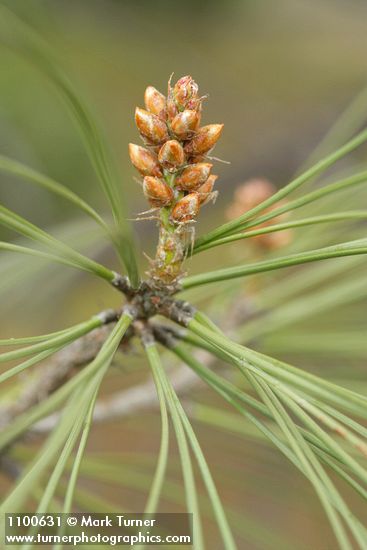 Grey Pine (Ghost Pine) buds & needles detail