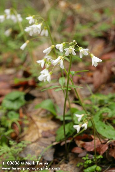 California Toothwort