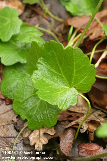 California Toothwort rhizome leaves detail