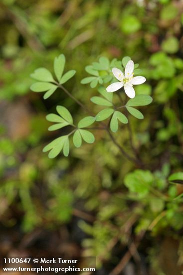 Siskiyou False Rue Anemone