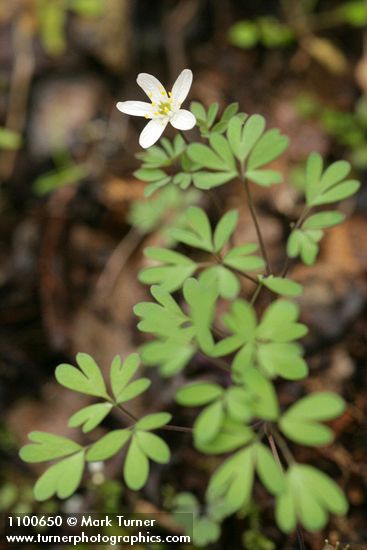 Siskiyou False Rue Anemone