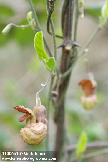 California Dutchman's Pipe blossom & emerging foliage