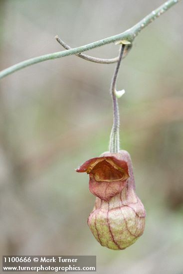 California Dutchman's Pipe blossom detail