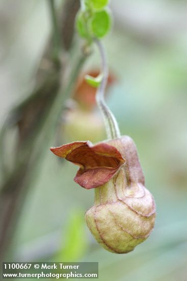 California Dutchman's Pipe blossom detail