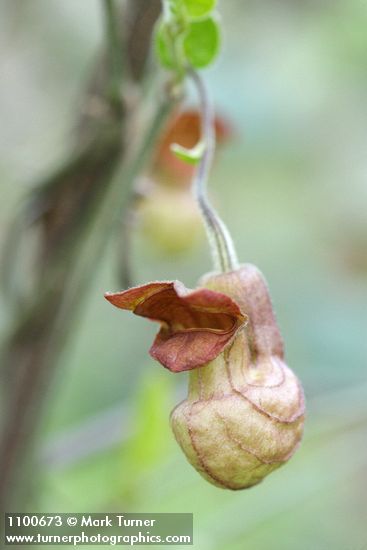 California Dutchman's Pipe blossom detail