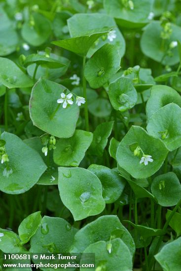 Miner's Lettuce blossoms & foliage