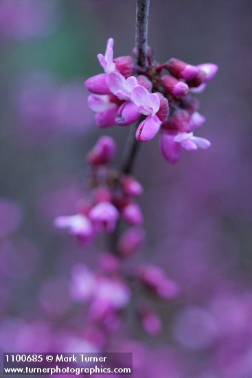 California Redbud blossoms