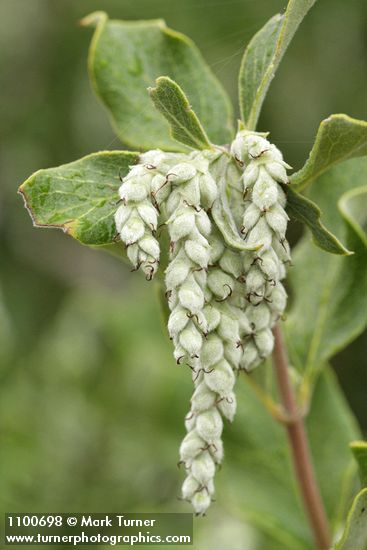 Chaparral Silktassel female blossoms & foliage detail